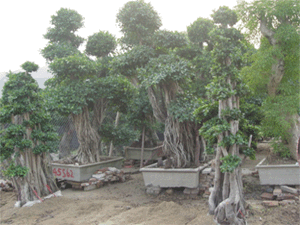 Ř䘶--оGֲ軨ľֲ[