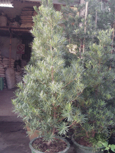 DƬf(shu)_h
ςˣ_h
ςr(sh)g2004/11/8