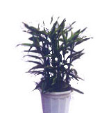 DƬfF
ςˣF
ςrg2004/8/18