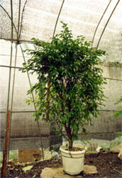 DƬfŘ
ςˣŘ
ςrg2004/8/18