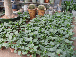 翡翠寶石--深圳市植物綠植租擺