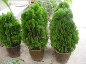 黃金柏--深圳市花木植物綠植盆花租擺