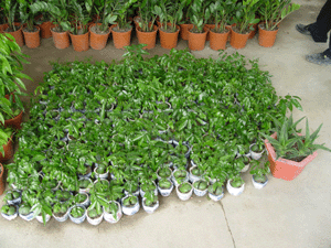 金元寶--深圳市綠植盆花花木植物租擺